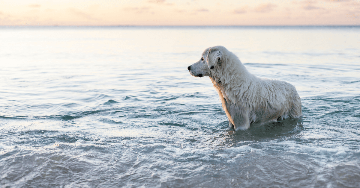 I migliori stabilimenti balneari per cani a Trani