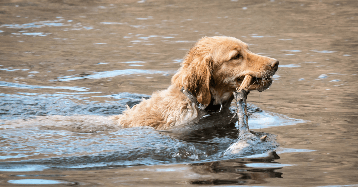 I migliori stabilimenti balneari per cani a Fregene