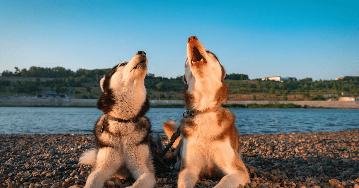 I migliori stabilimenti balneari per cani a San Pietro In Bevagna