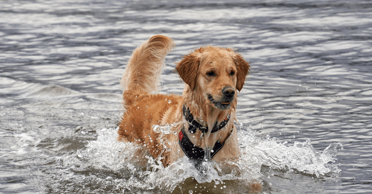 I migliori stabilimenti balneari per cani a Camaiore