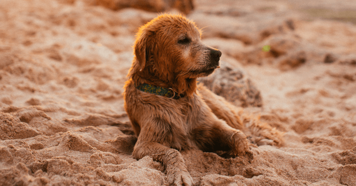 I migliori stabilimenti balneari per cani a Maiori