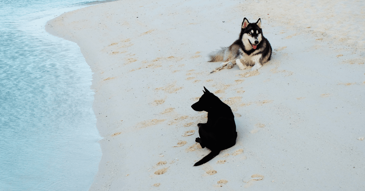 I migliori stabilimenti balneari per cani a Porto Cesareo