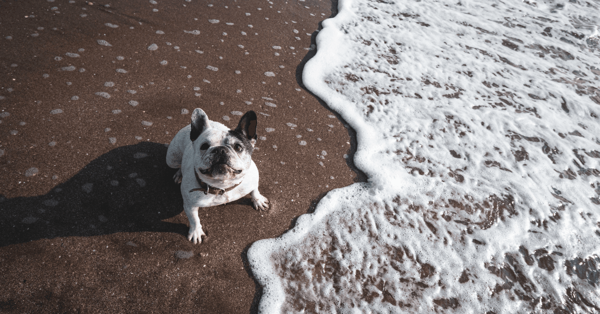 I migliori stabilimenti balneari per cani a Vico Equense