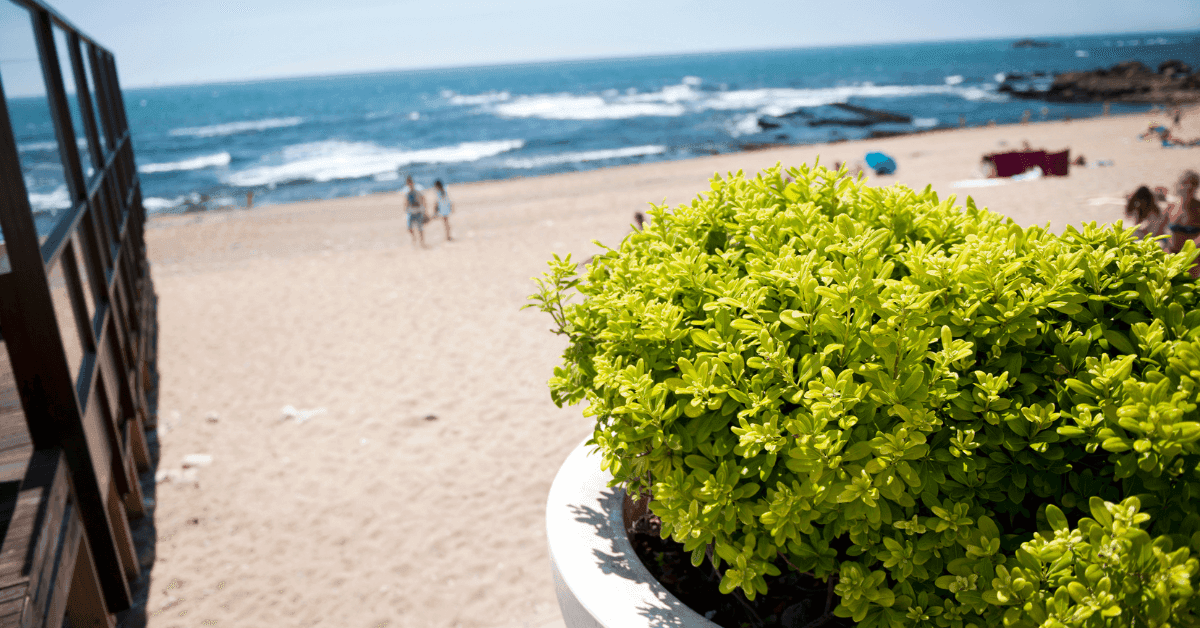 Come manutenere le aree verdi del tuo stabilimento balneare